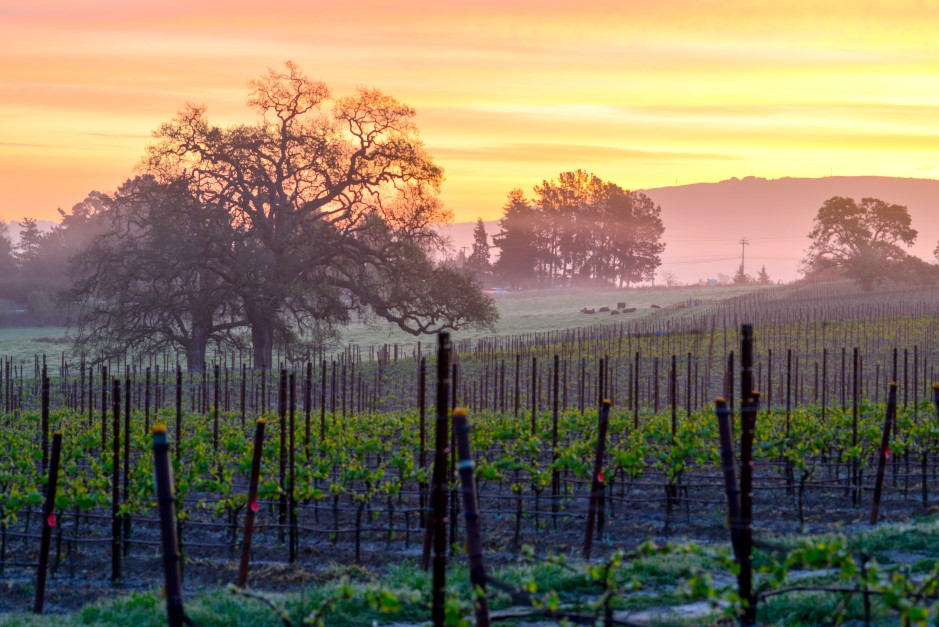 Vineyard Sunrise